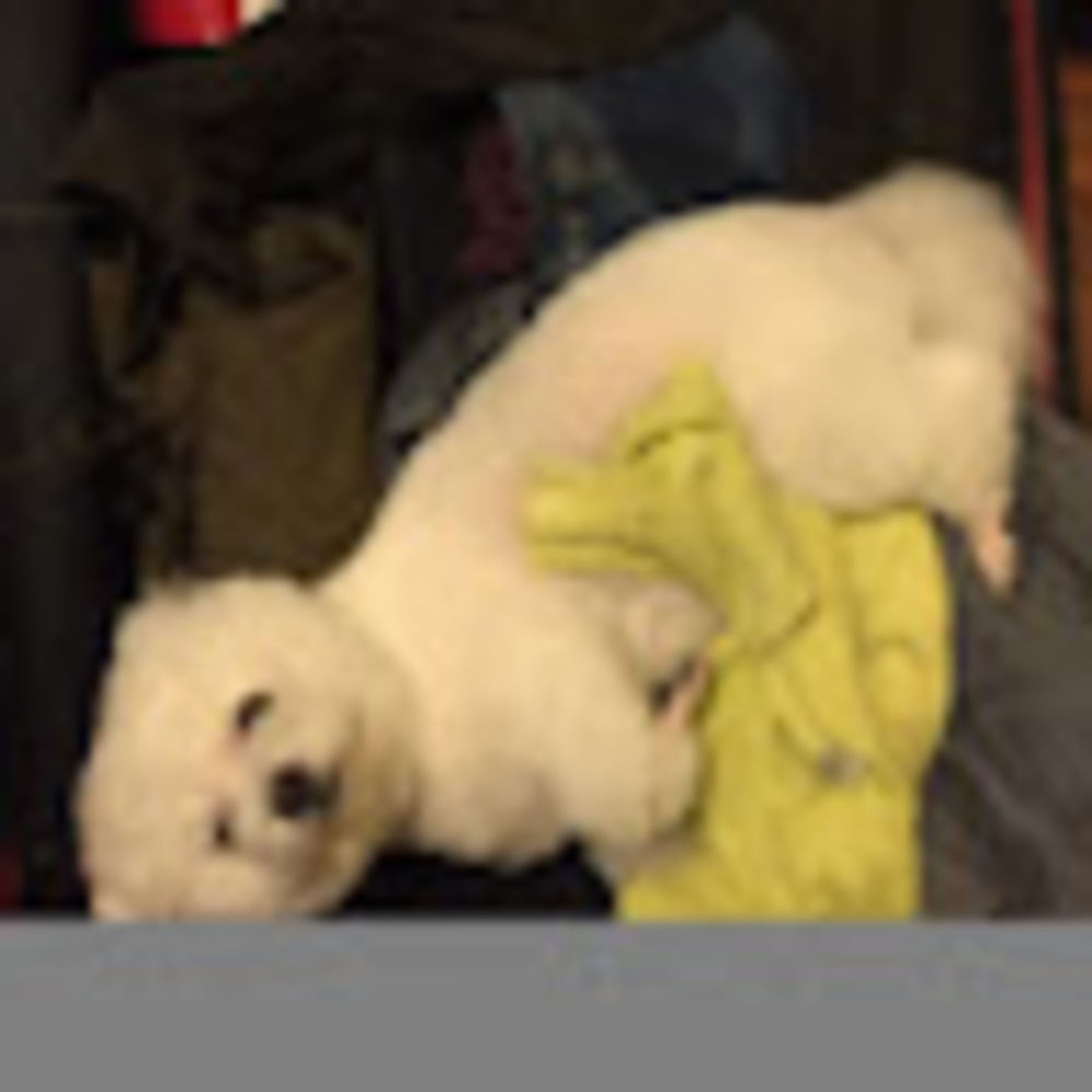 Meet your Posher, Stephanie